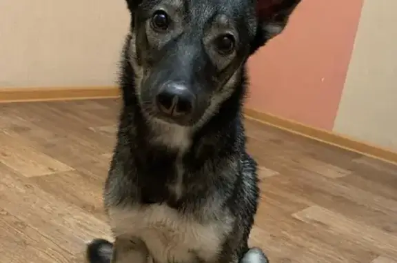 Найдена собака на улице Аносова, Челябинск