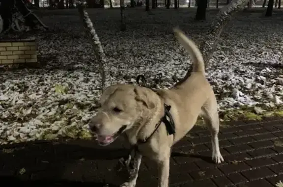 Найдена золотистая лабрадор-подобная собака на ул. Белинского, Н. Новгород