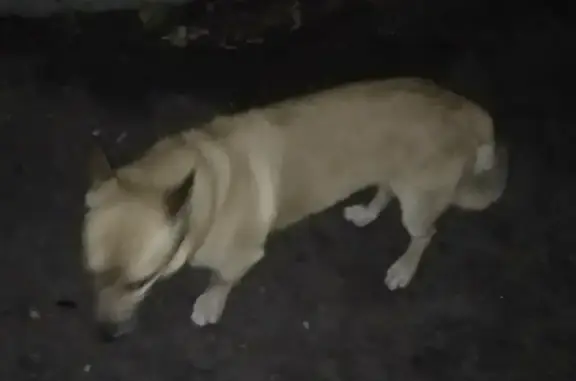 Найдена собака на ул. 9 Января, 6 в Курске