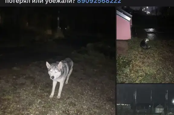 Найдены подбитые собаки на Речном проспекте, Кострома