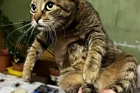 Найдена взрослая кошка в Полушкино, Рузский район