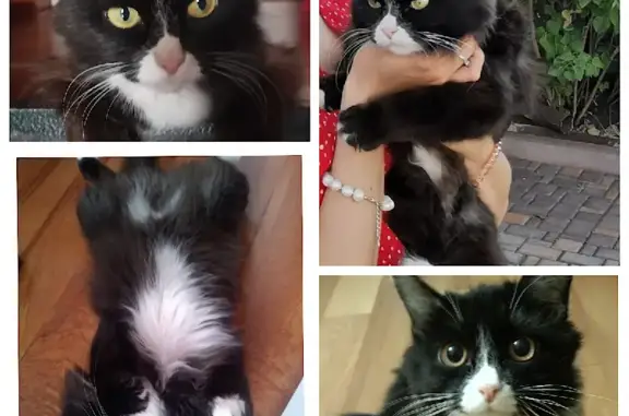 Пропала кошка Маркиза в Нагаево, Башкортостан - вознаграждение!
