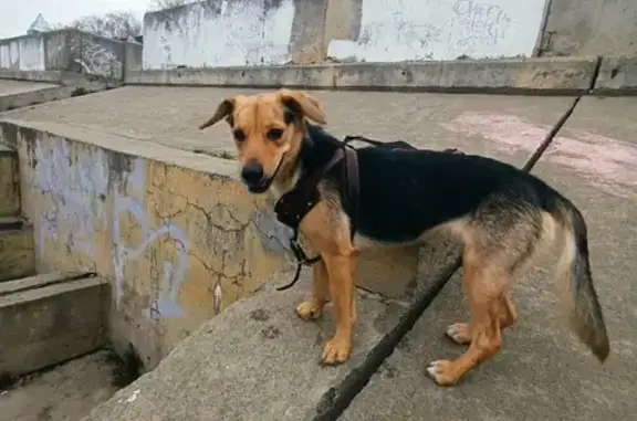 Пропала собака Мишель на Сусанинской площади, Кострома