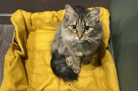 Найдена кошка на Комсомольской, Волгоград