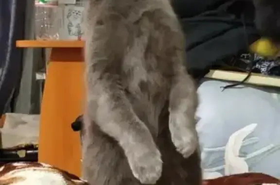 Кошки потеряшки, Новосибирск, фото: Потеряшка кошка на ул. Осоавиахима, 47, Новосибирск