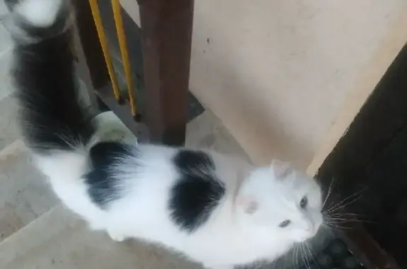 Пропал кот в Угловке, Новгородская область