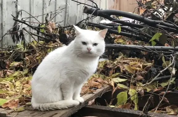 Найдена белая кошка на ул. Саввы Беляева, г. Малоярославец