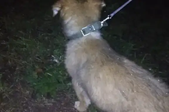 Собака найдена в Салавате, Башкортостане.