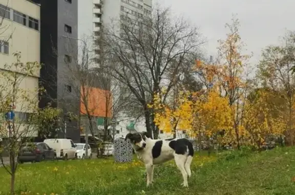 Собака на проезде № 1039, Москва ищет хозяина