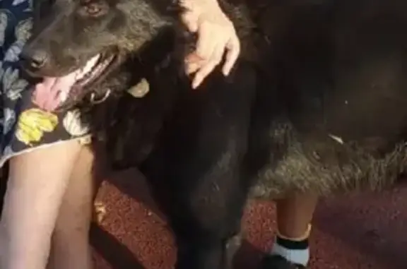 Пропала собака Рекс в Красновишерске 57К-0003