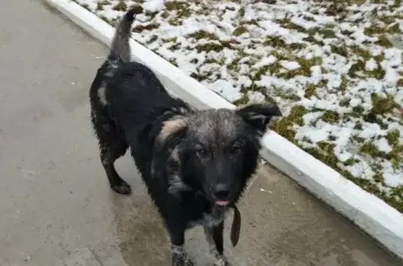Найдена собака на Фабричной улице в Юганце