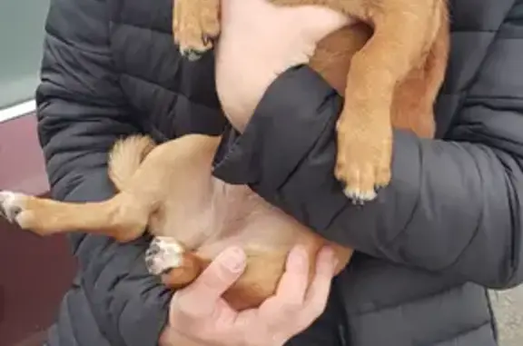 Найдена рыжая собака на кладбище в Каменск-Шахтинском