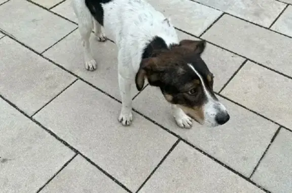 Собака найдена у магазина и аптеки на Рязанском проспекте
