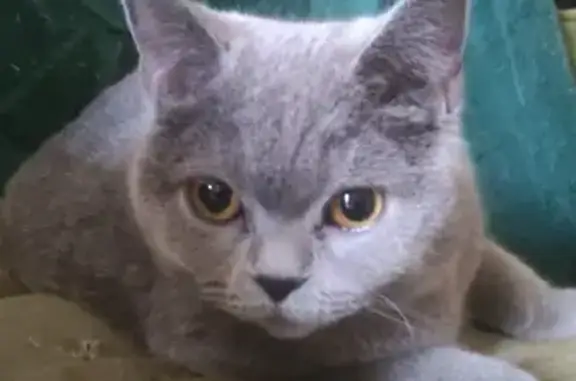 Найдена серая британская кошка на Никитинской