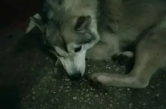 Собака найдена в казарме Омск, Омская область