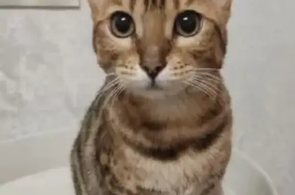 Объявления о пропавших и найденных животных, Ульяновск, фото: Пропала кошка Бенгальская на ул. Полбина, 4, Ульяновск