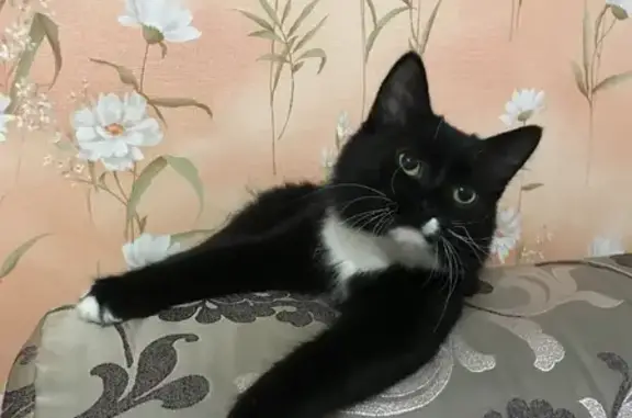 Найдена кошка на проспекте Ибрагимова, 27 в Казани