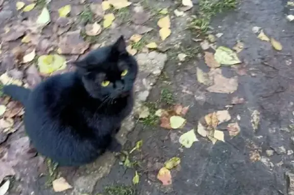 Найдена черная кошка на ул. Пушкина, 42А