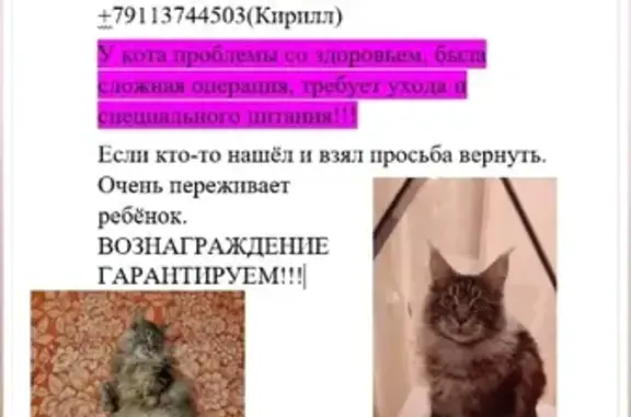 Пропал кот породы Мей Кун на пр. Гагарина, Великие Луки