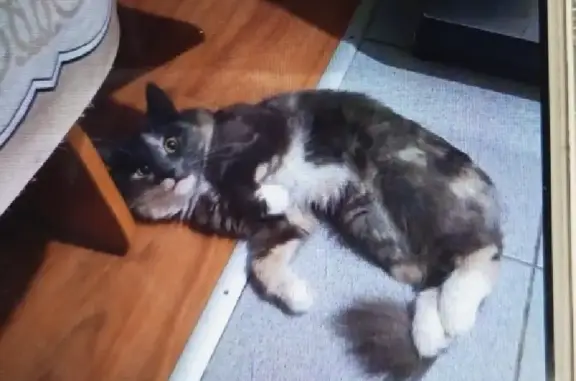 Кошки потеряшки, Пермь, фото: Потеряшка кошка на ул. Генерала Доватора, 40 в Пермском городском округе