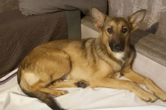 Собаки потеряшки, Ставрополь, фото: Потеряшка собака Джули в парке Победы, Ставрополь.