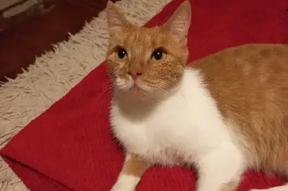 Кошки потеряшки, , фото: Потеряшка кошка на ул. Советской Армии 105, Армавир