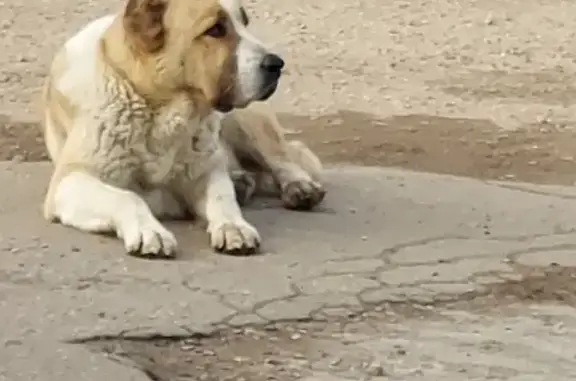 Найдена собака на Улитино (46Н-07167)