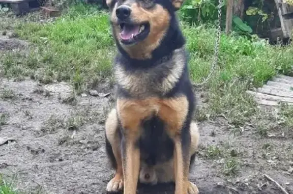 Пропала собака в Васкелово, Ленобласть: Грей, метис немецкой овчарки.