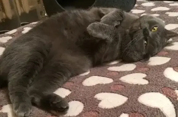 Кошки потеряшки, Ярославль, фото: Потеряшка серый британский кот на Ньютона, 26А, Ярославль.