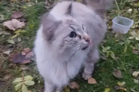 Породистая кошка найдена в Московской области