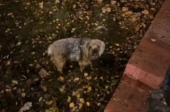 Собака Болонка найдена на Гвардейской улице, Москва