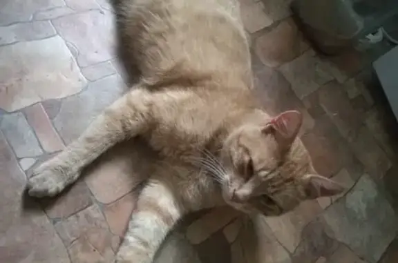 Пропала кошка в Калининградской области: Рыжий кот, 3 года, 5-6 кг, тел. 8 952 11 31 627