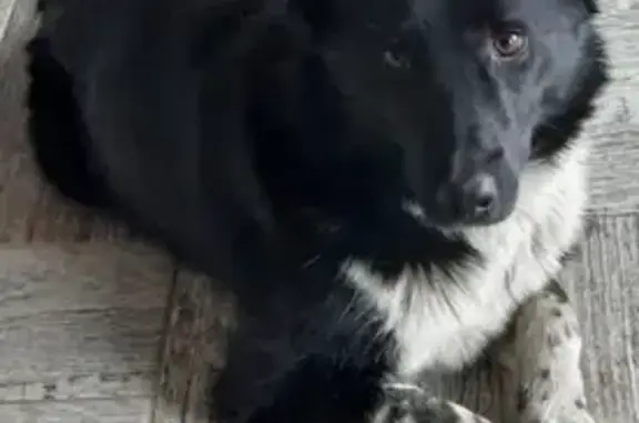 Пропала бездомная собака в Васкелово, 41А-189