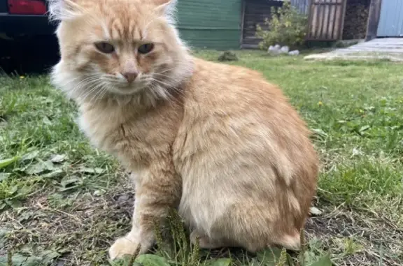 Найдена красно-пятнистая кошка в Малышевском сельском поселении (28Н-1009) - ищем дом!