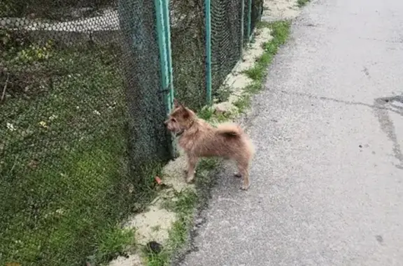 Найдена собака на пр-те Ленина, 59Ж (метис терьера с дворнягой)