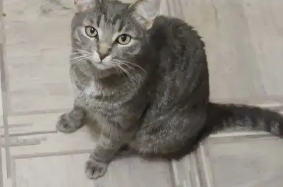 Пропала кошка Грей на Локомотивной, 11, Кашира