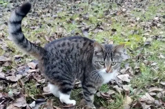 Пропала кошка в Муроме, возможно на Амосова
