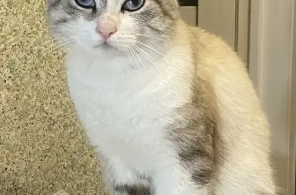 Кошки потеряшки, посёлок Кузьмино, фото: Потеряшка кошка Марсик на Солнечной улице, Кузьмино.