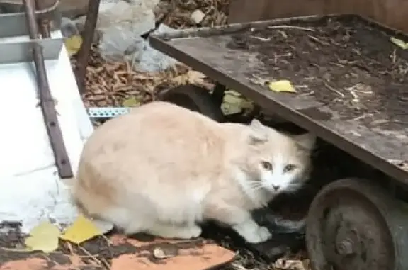 Потерянная кошка на Сходненской улице, Москва