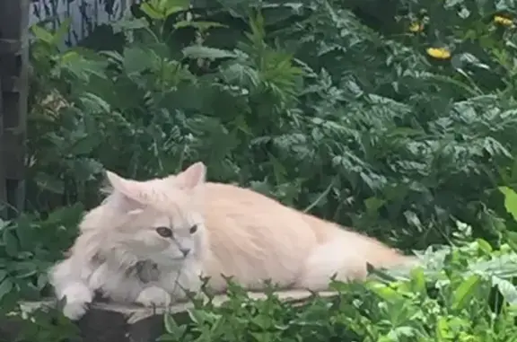 Пропала кошка Пуша на Объездной, Московская область.