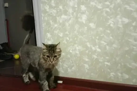 Пропала кошка Мася на Привокзальной 1, Ноябрьск