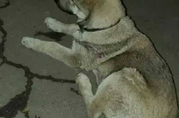 Найдена собака на улице Генерала Тюленева, дом 3.