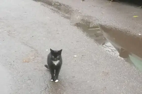 Кошка и кот на Бухарестской, 12, СПб