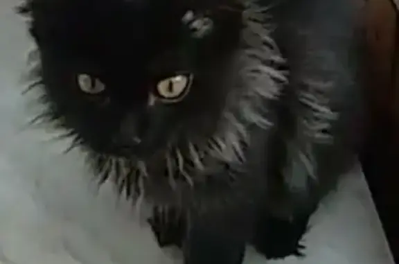 Потерянные животные Пермь, фото: Пропала кошка Мишаня, адрес Танкистов 64, Пермский округ