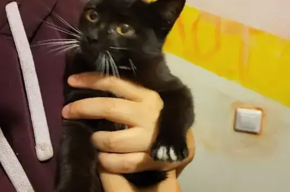 Найдена черно-белая кошка на улице Ленина, 24
