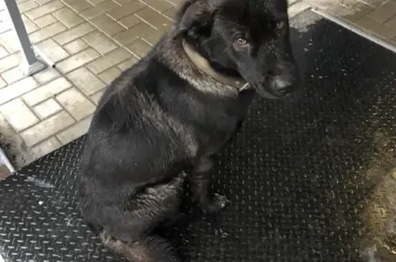 Найдена черная собачка на ул. Бари Галеева, 8а к2 в Казани