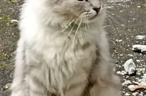 Найдена кошка на М. Горького 12 в Туле