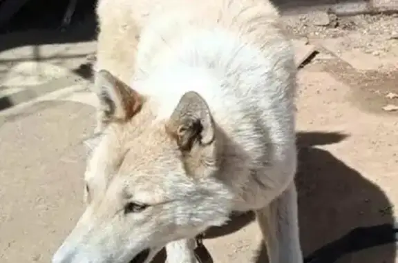 Пропала собака в Уктус-Елизавет, ищем Сибирскую лайку по кличке Урчик!