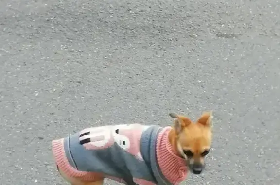 Найдена собака возле гимназии 87 на Бульварном кольце в Краснодаре