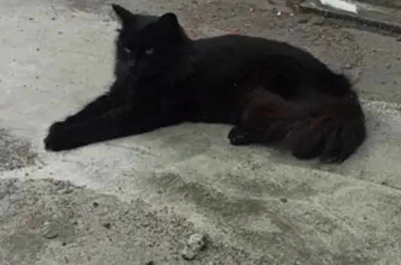 Пропала кошка Ася, Цвет - чёрный, 10-й Инженерный проезд, Ульяновск.